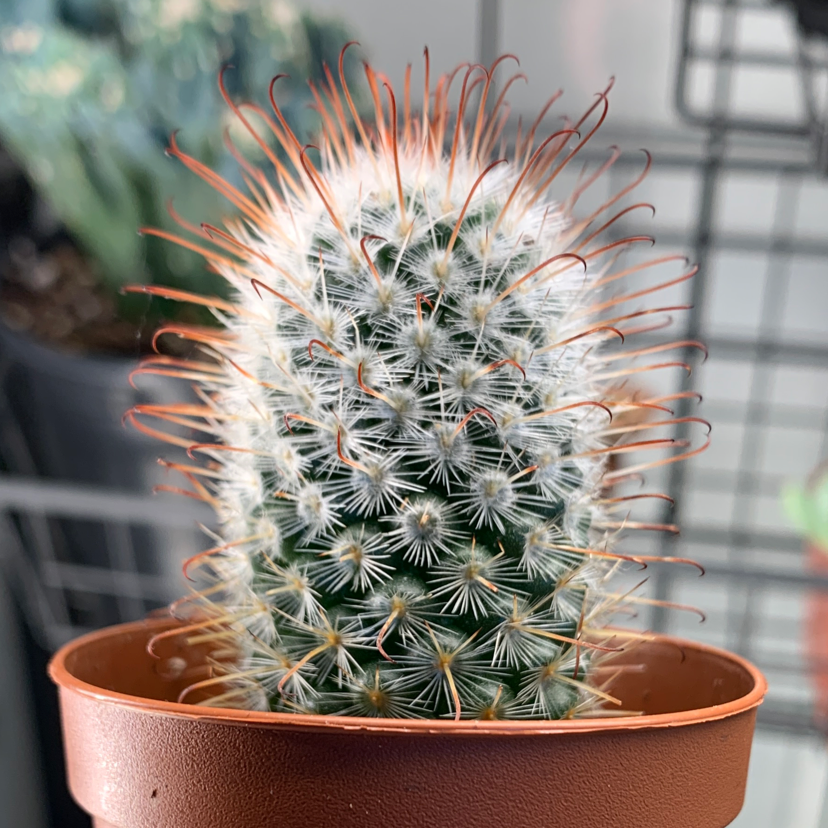 Silver Ball Cactus in a small pot with prominent spines, well-centered and in focus.