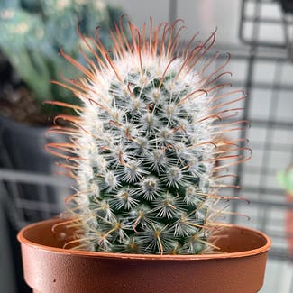 Silver Ball Cactus plant in Bellingham, Washington