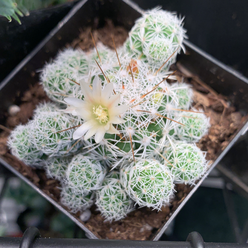 Thimble Cactus in a pot, flowering and healthy.