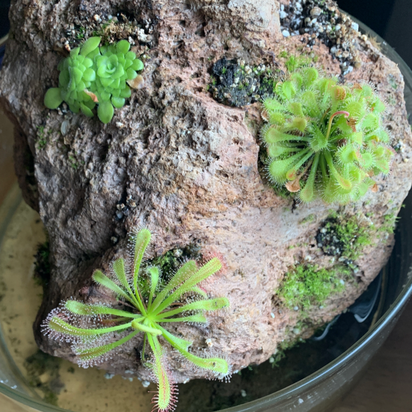 Spoon-Leaved Sundew plant on rocky substrate with other small plants.