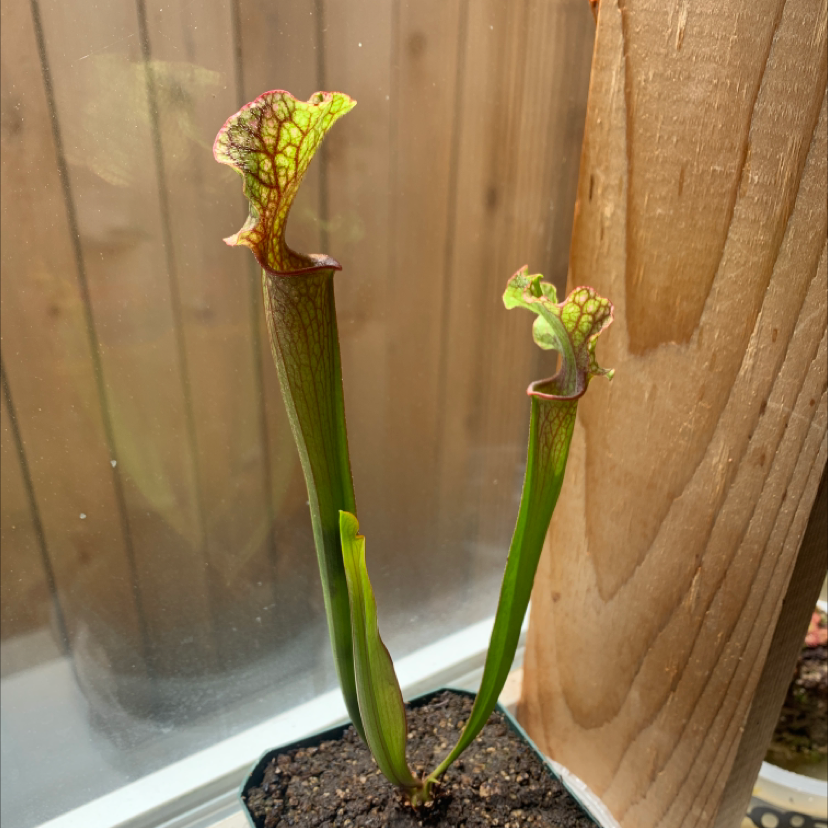 White Topped Pitcher Plant with two pitchers in a pot, well-framed and in focus.