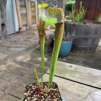 White Topped Pitcher Plant plant in Bellingham, Washington