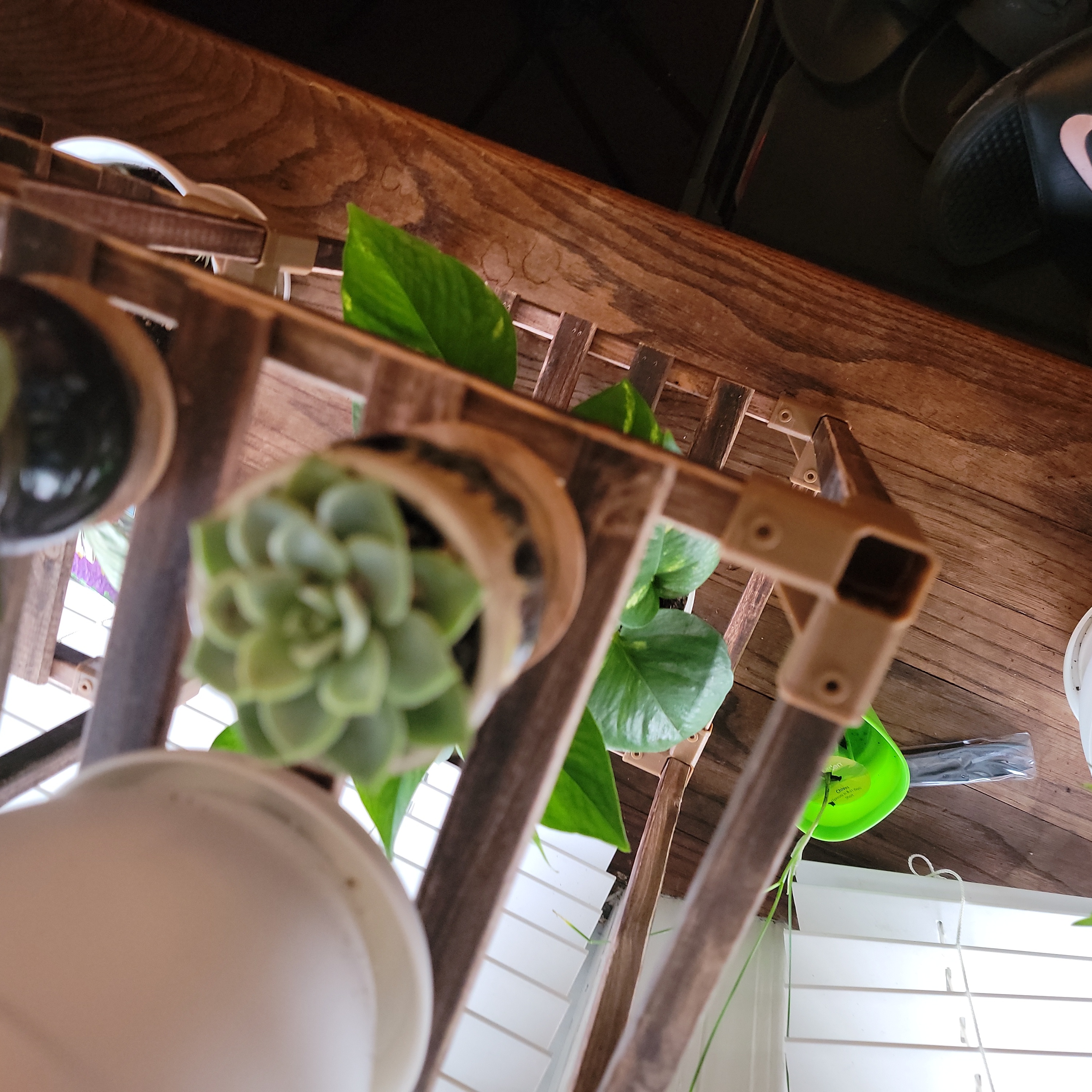 Echeveria laui succulent on a wooden rack, healthy and well-focused.