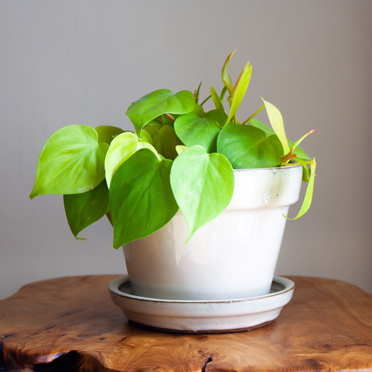 Photo of the plant species Philodendron Lemon Lime by @gareth named ró on Greg, the plant care app