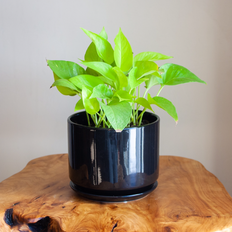 Photo of the plant species Neon Pothos by @gareth named Glósóli on Greg, the plant care app