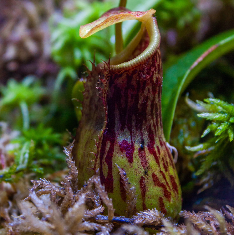Photo of the plant species Nepenthes burkei by @gareth named Victreebel on Greg, the plant care app