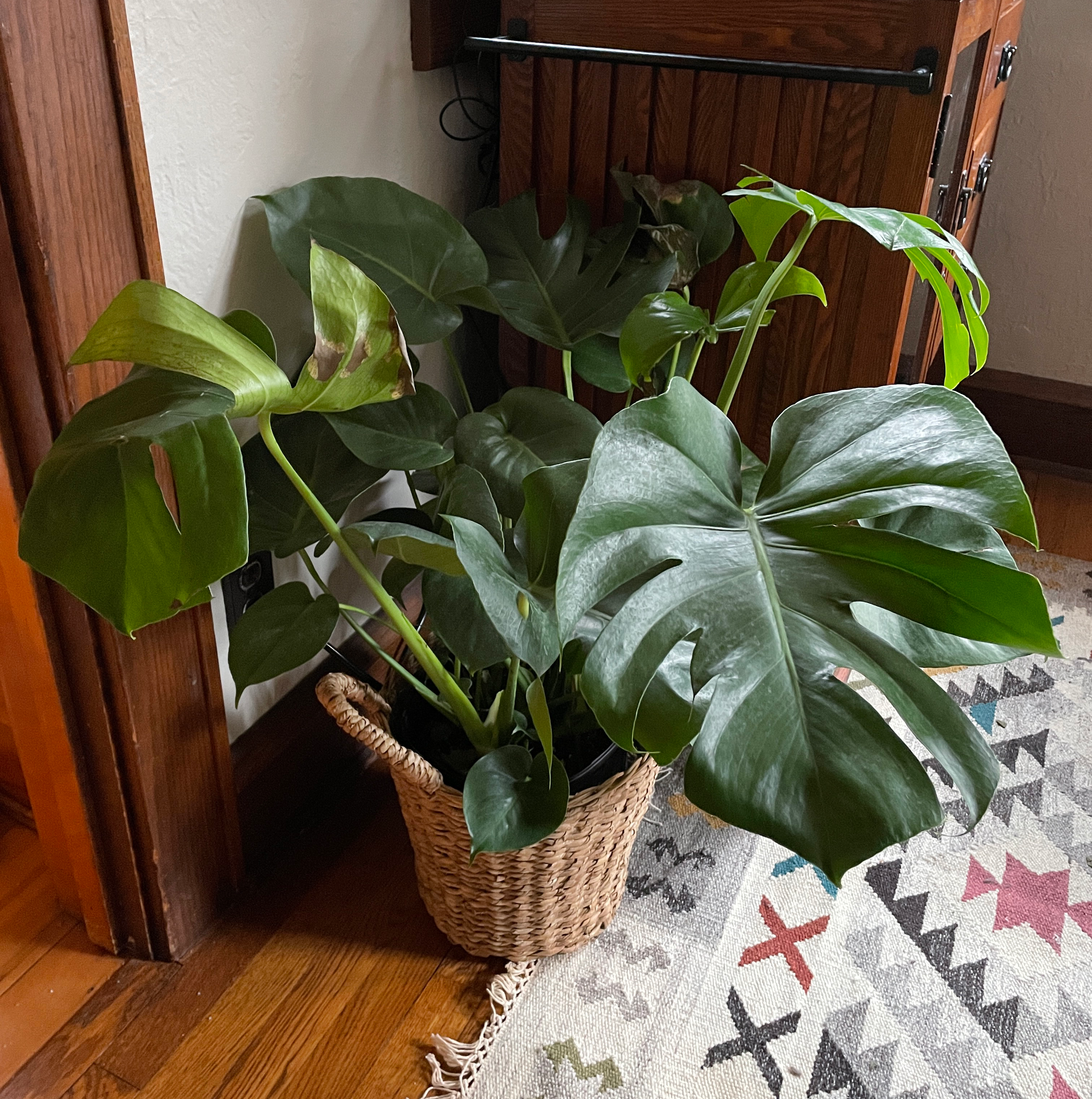 Healthy Monstera deliciosa plant with large, glossy, perforated green leaves in a woven basket, displayed on a colorful rug.