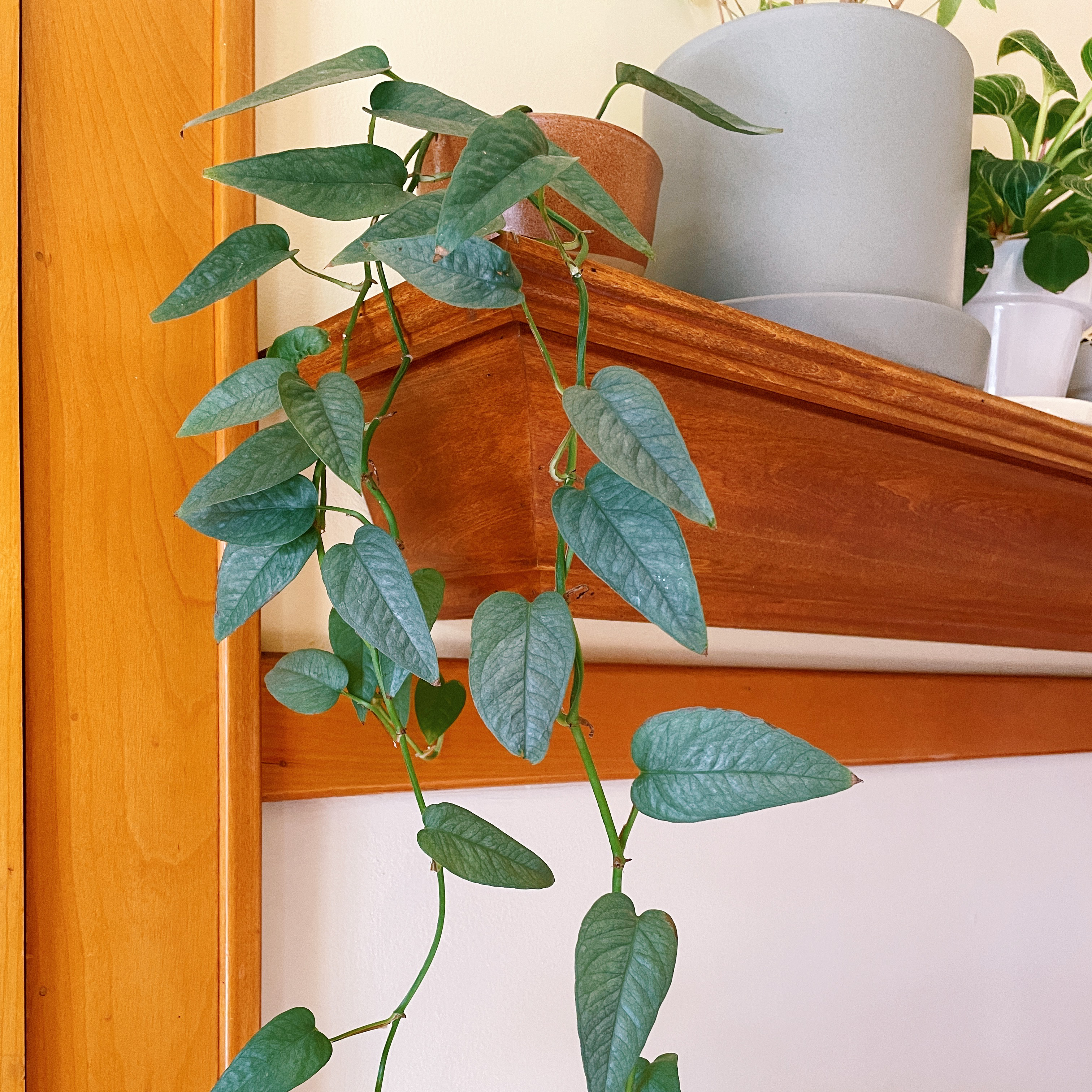 Golden Pothos plant climbing a wooden structure with healthy green leaves.