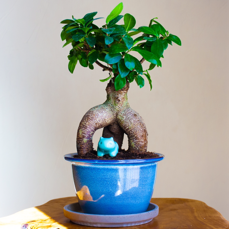 Ficus Ginseng plant photo by @gareth named Gaia on Greg, the plant care app.