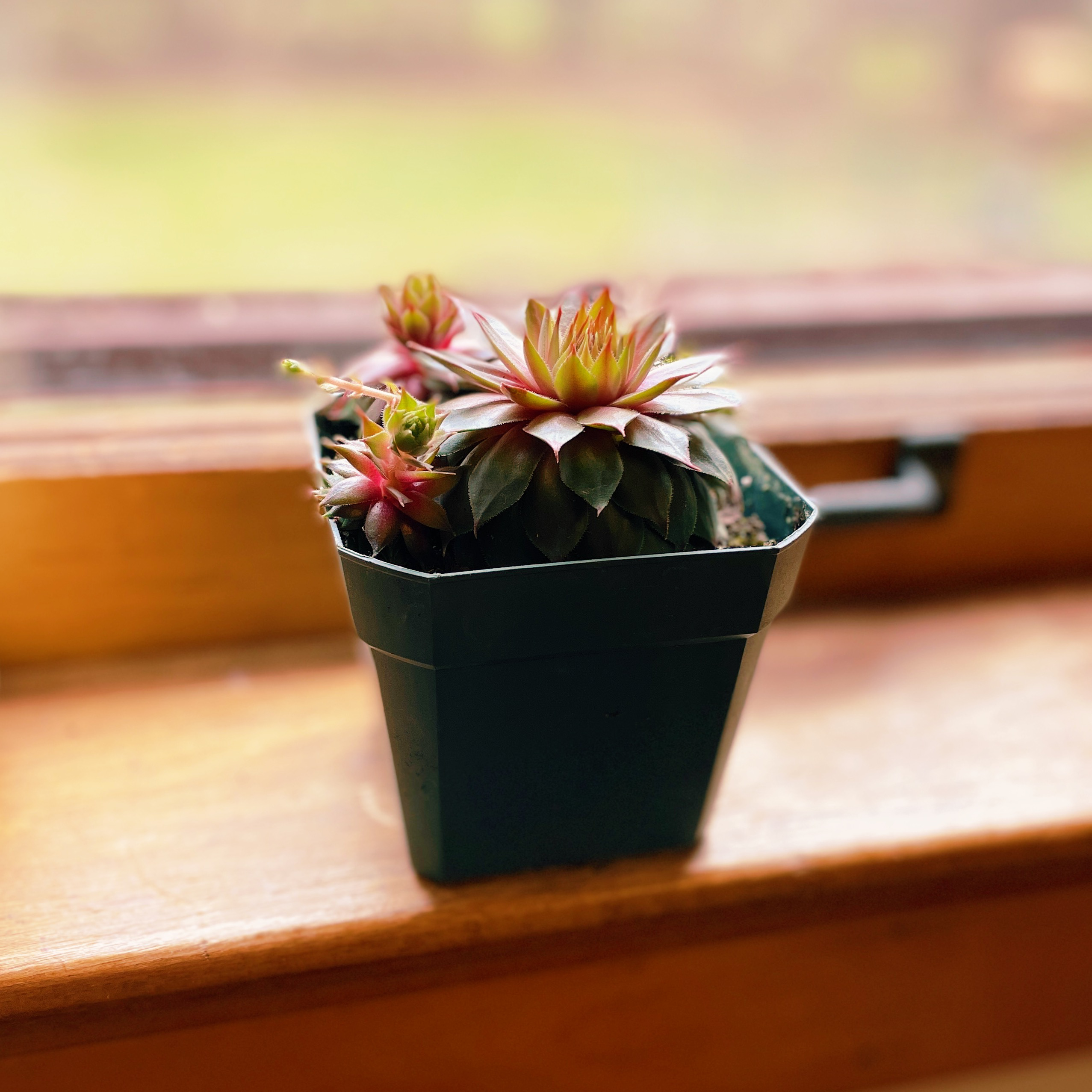Lipstick Echeveria plant in a pot on a windowsill, appearing healthy with vibrant leaves.