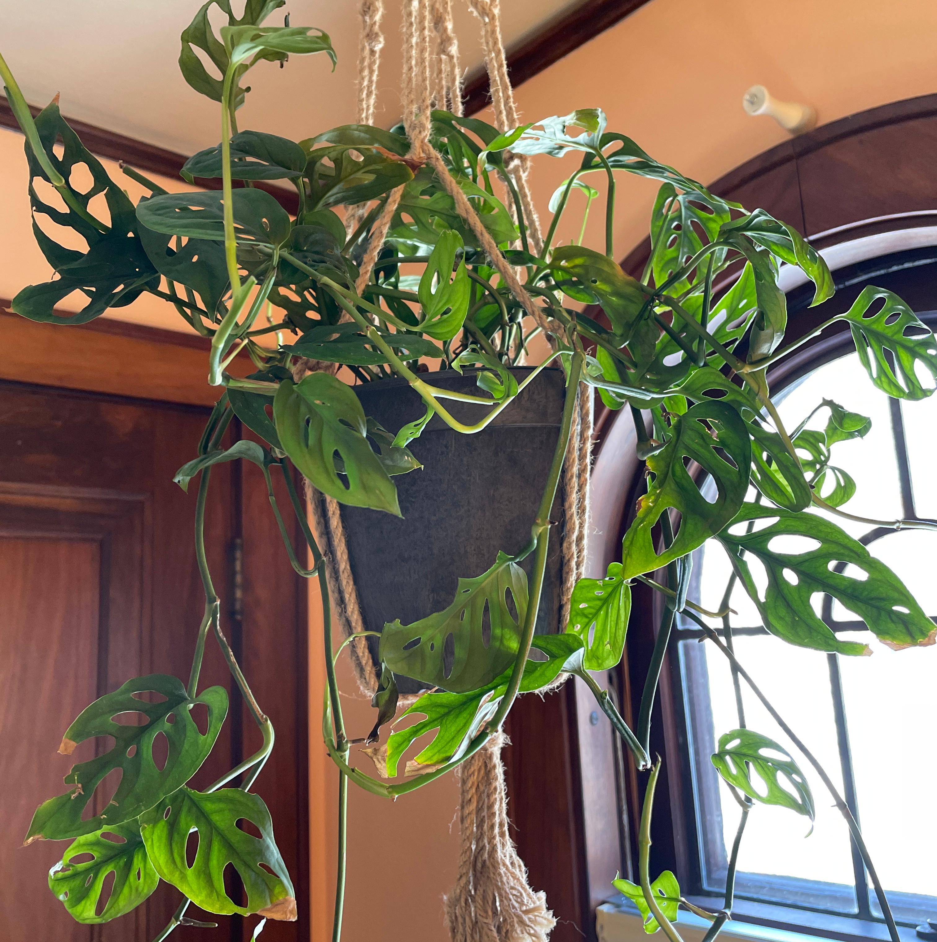 Swiss Cheese Vine (Monstera adansonii) in a hanging pot with vibrant green leaves and characteristic holes.