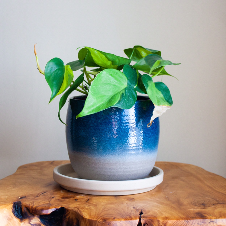 Photo of the plant species Philodendron Brasil by @gareth named Earthbound on Greg, the plant care app