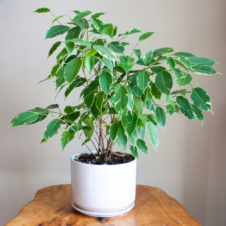 Photo of the plant species Weeping Fig by @gareth named Sad Fellow on Greg, the plant care app