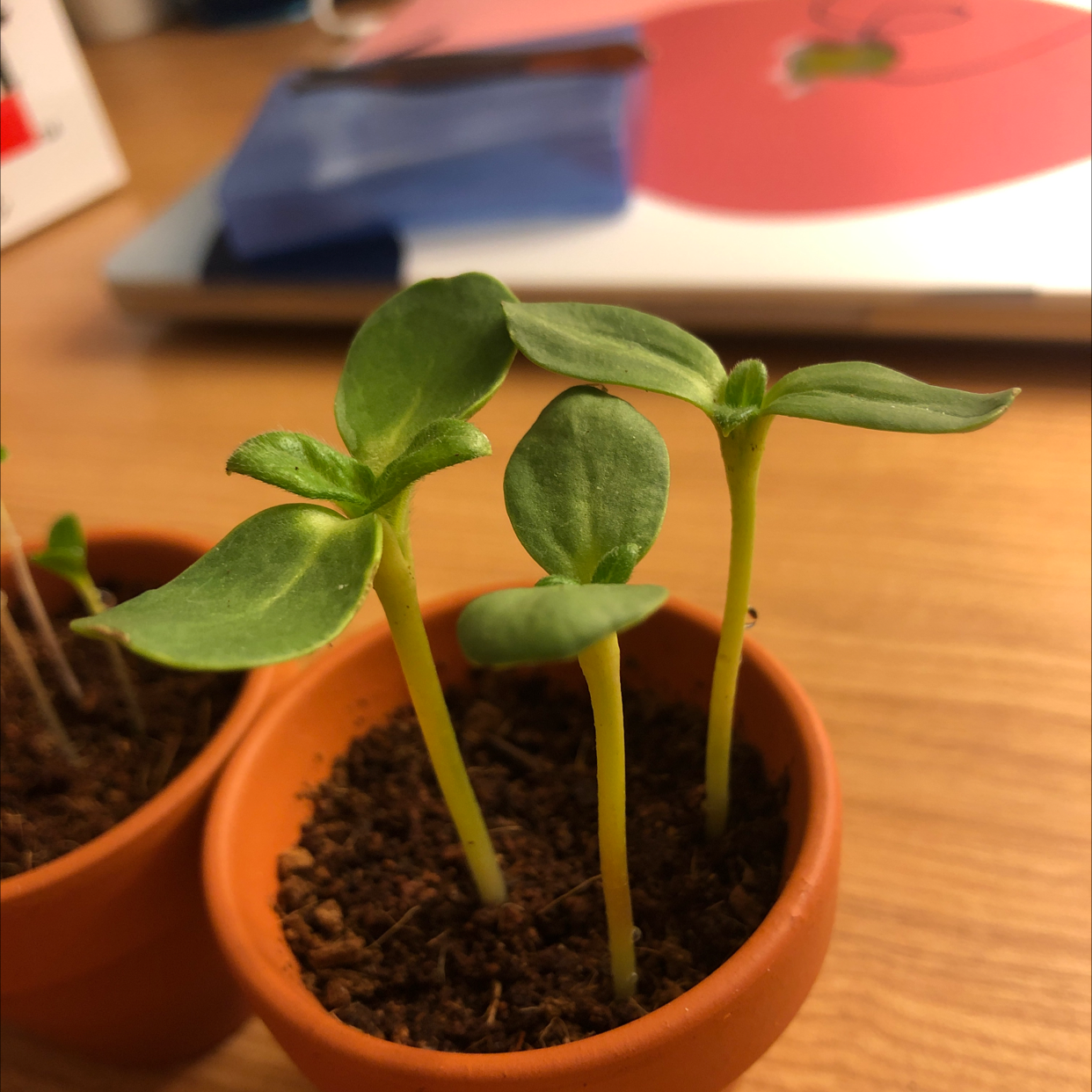Healthy young sunflower seedling with two sets of leaves growing in a small terracotta pot filled with dark soil.