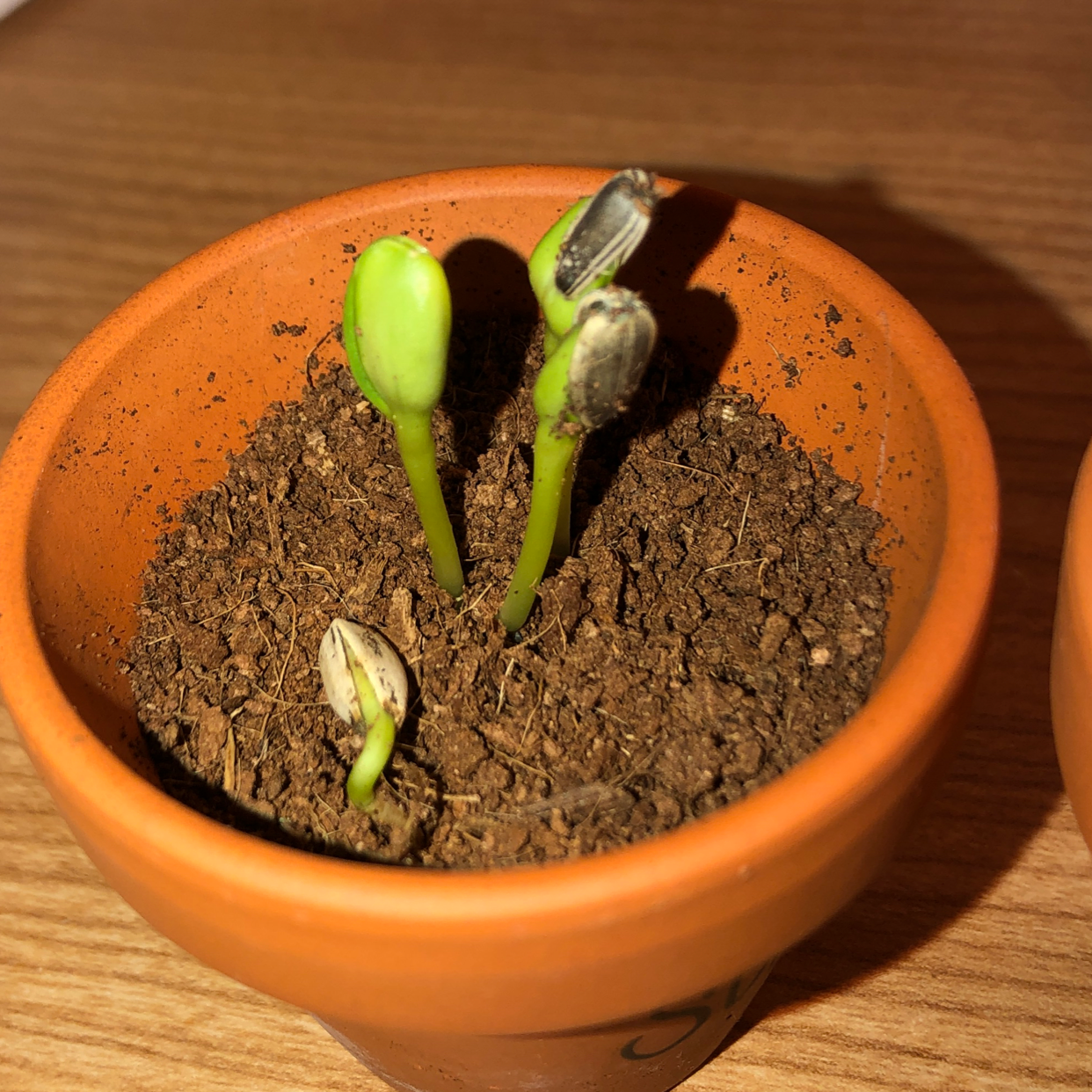 🌻 Why Are My Common Sunflower Leaves Curling?