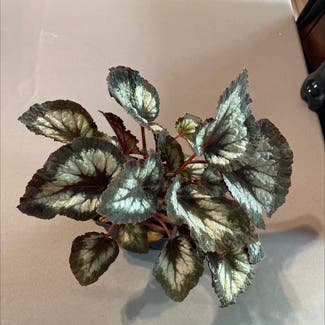 Rex Begonia plant in Malone, Wisconsin