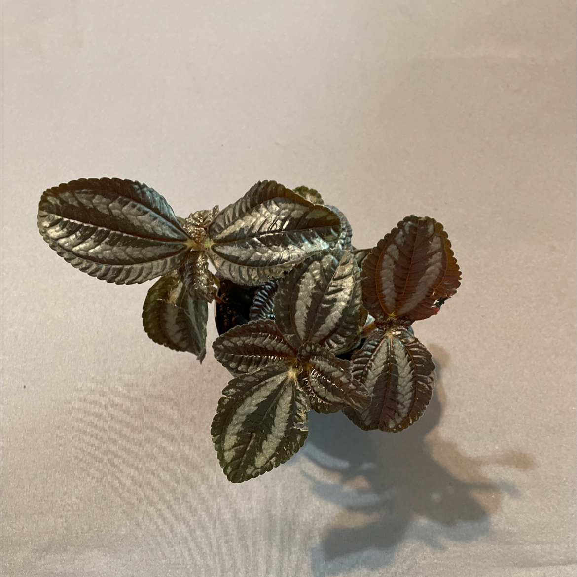 Friendship Plant (Pilea involucrata) with textured leaves, healthy appearance.