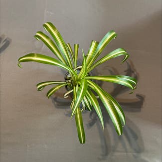 Spider Plant plant in Malone, Wisconsin