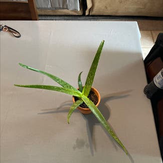 Aloe vera plant in Malone, Wisconsin