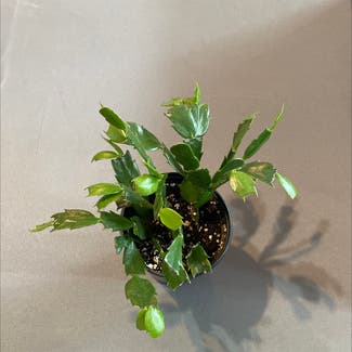 False Christmas Cactus plant in Malone, Wisconsin