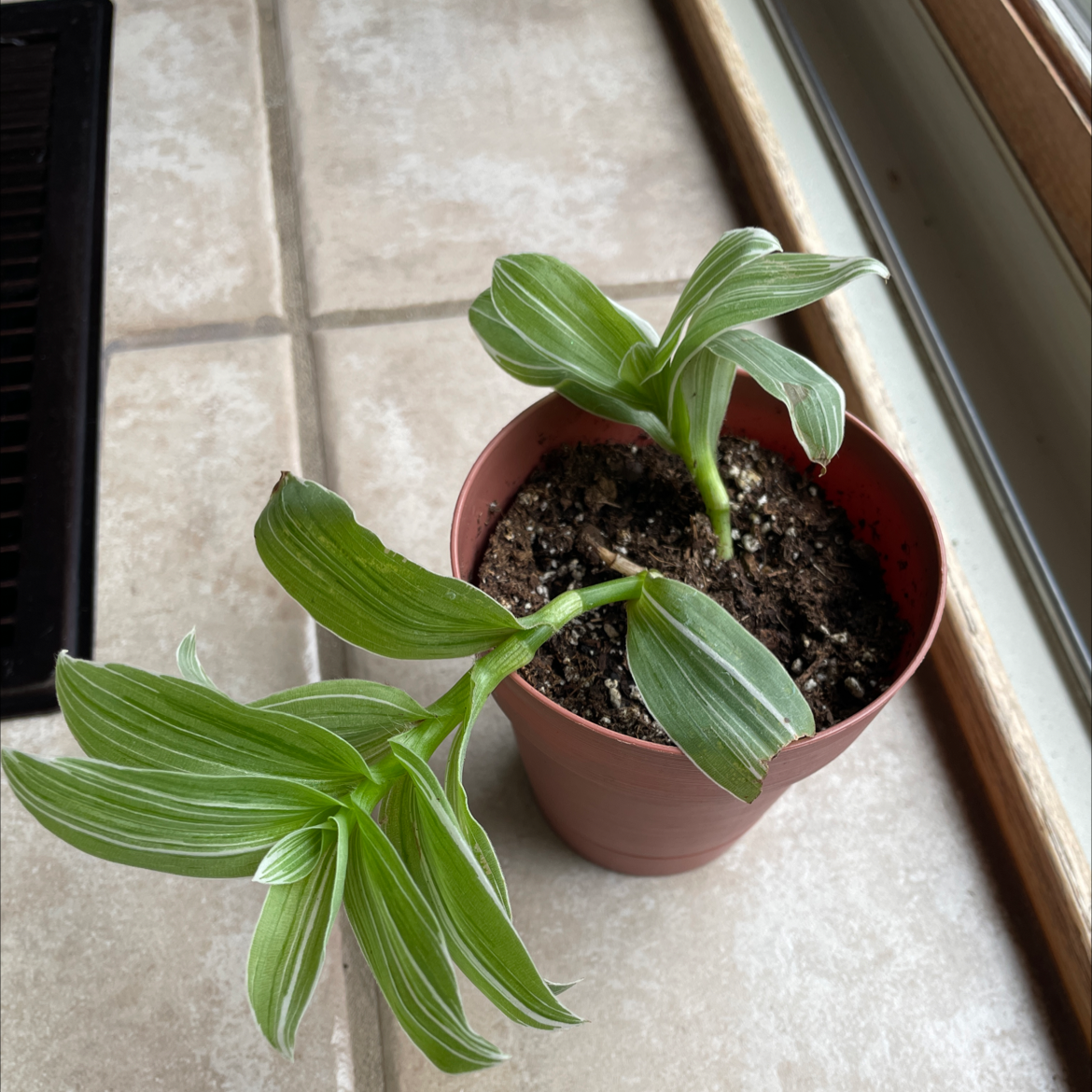 Tradescantia albiflora 'Albovittata' plant in a small pot with visible soil.