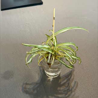 Spider Plant plant in Malone, Wisconsin