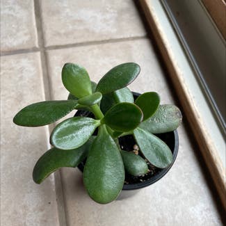 Jade plant in Malone, Wisconsin