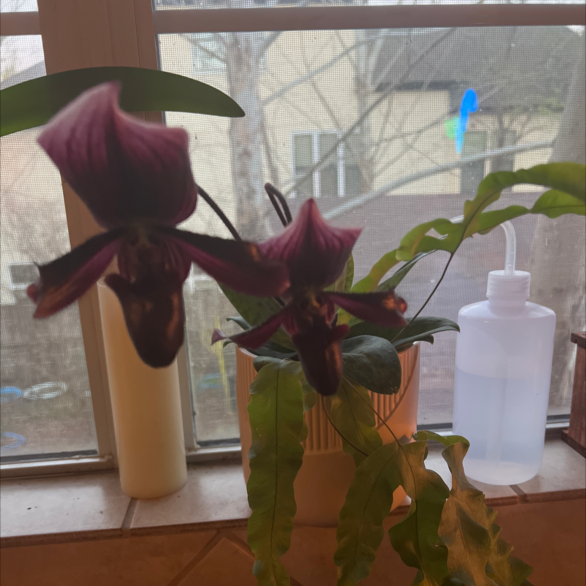 Photo of the plant species Paphiopedilum 'Maudiae Femma' by @AffluentialRye named Emerson on Greg, the plant care app
