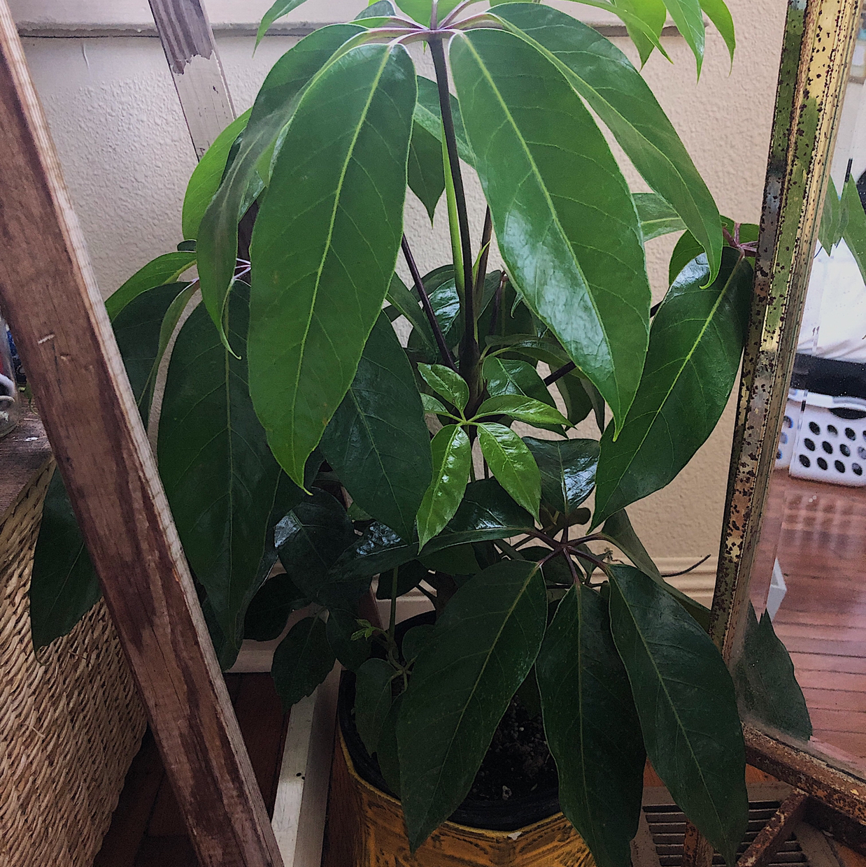 Healthy, thriving umbrella tree houseplant with large green glossy leaves, grown in a ceramic pot indoors.
