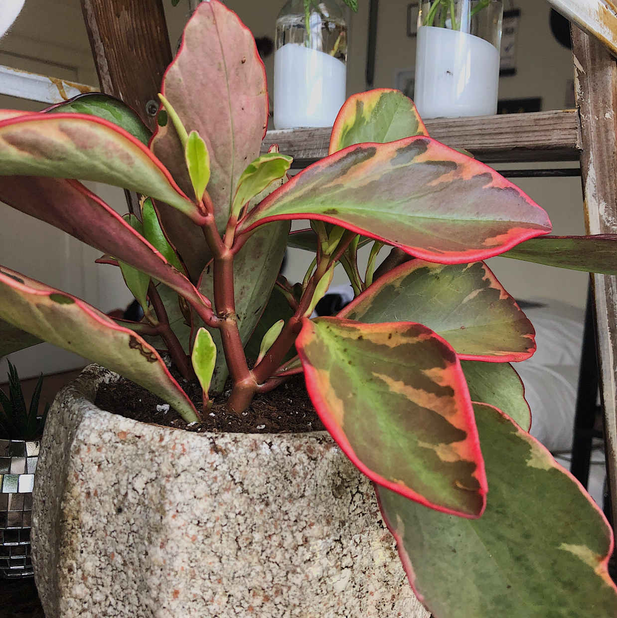 Jelly Peperomia plant with red-edged leaves and some browning, potted indoors.