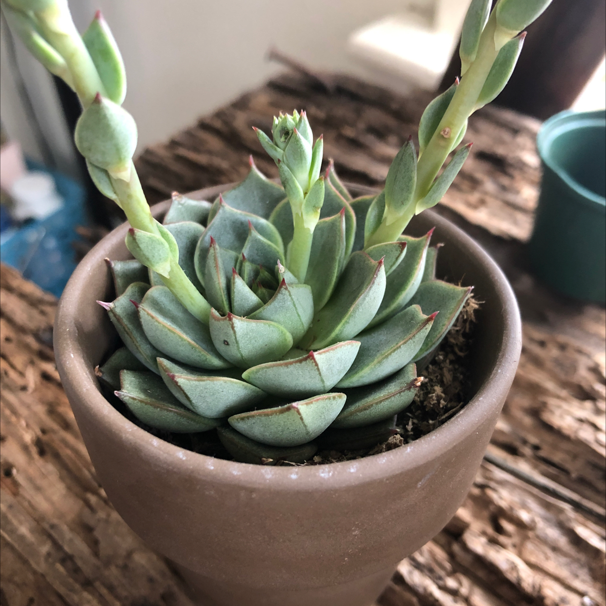 A healthy Painted Lady succulent in a brown pot with visible soil.