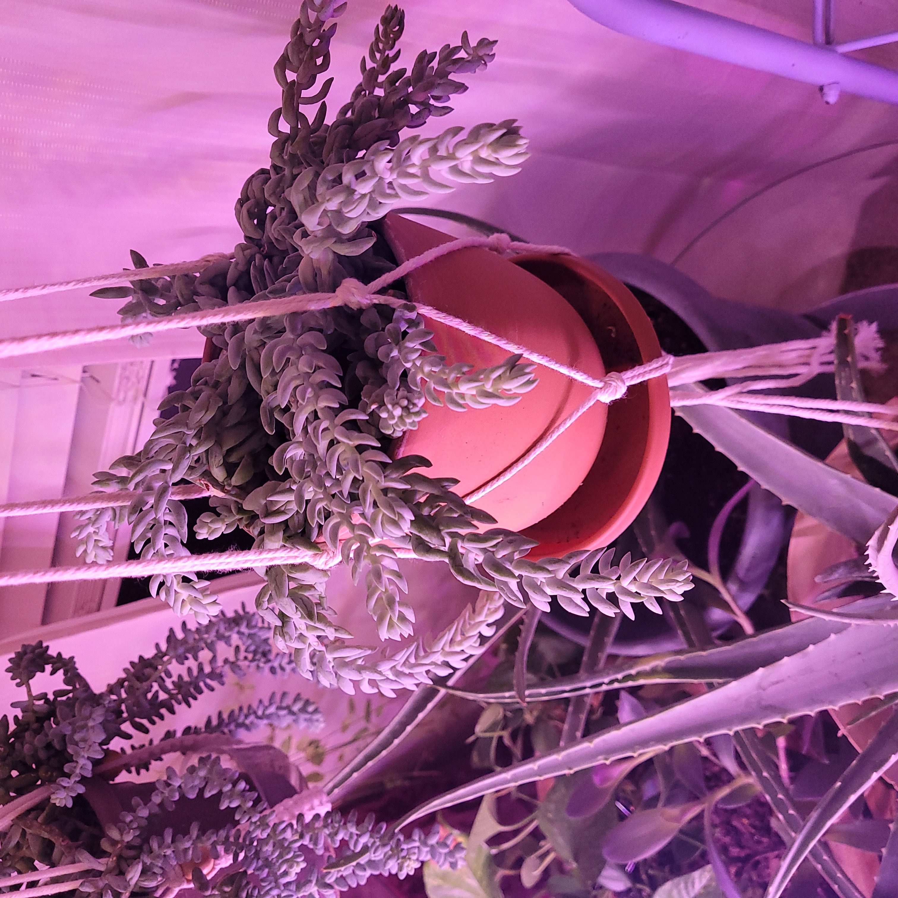 Hanging potted Graptosedum 'Blue Giant' plant with healthy foliage.
