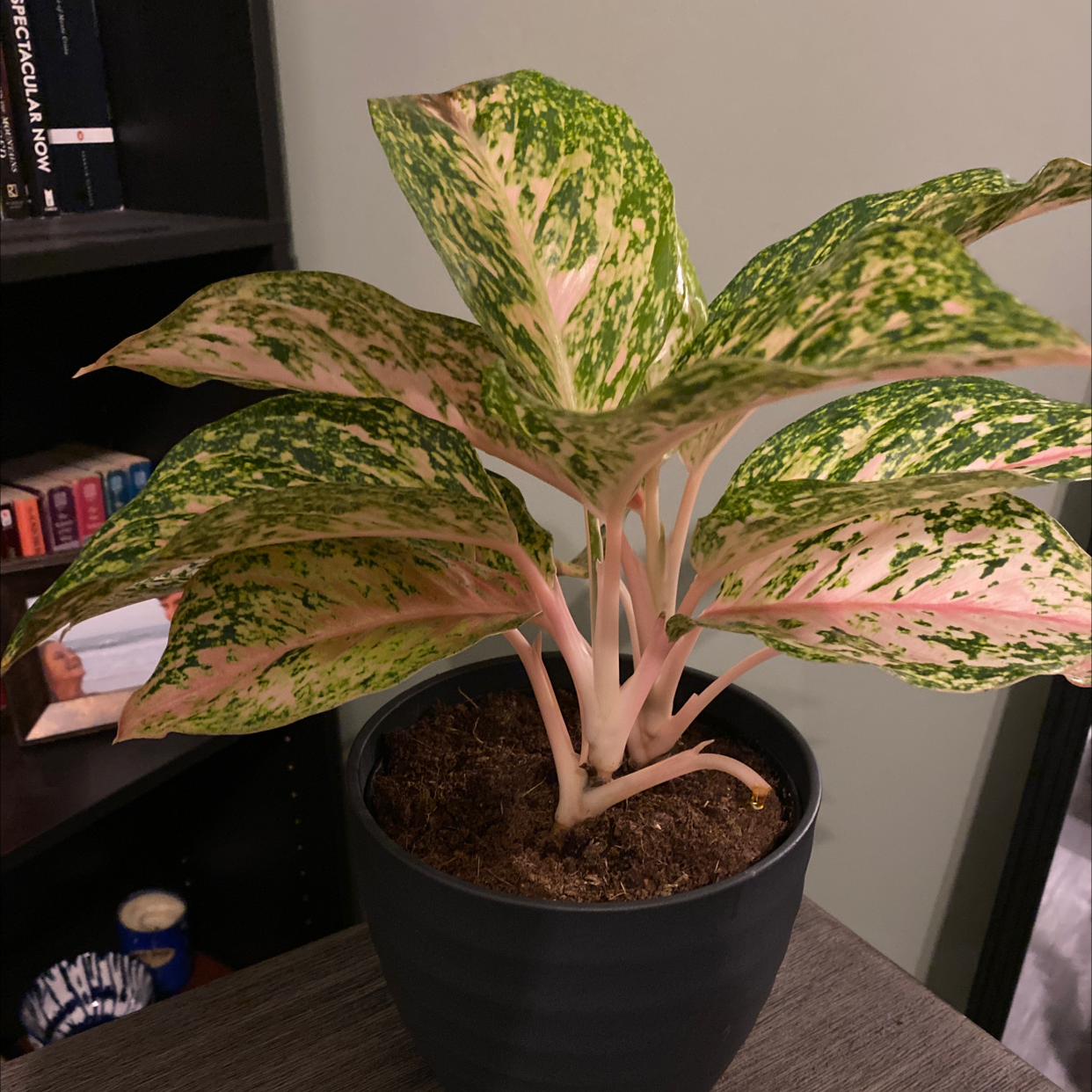Aglaonema 'Sparkling Sarah' plant in a black pot with visible soil, healthy variegated leaves.