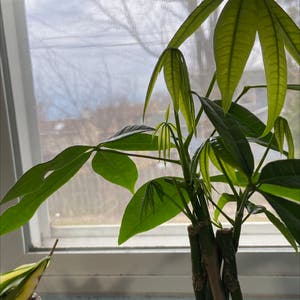 Money Tree plant photo by @sydsgarden named chip on Greg, the plant care app.