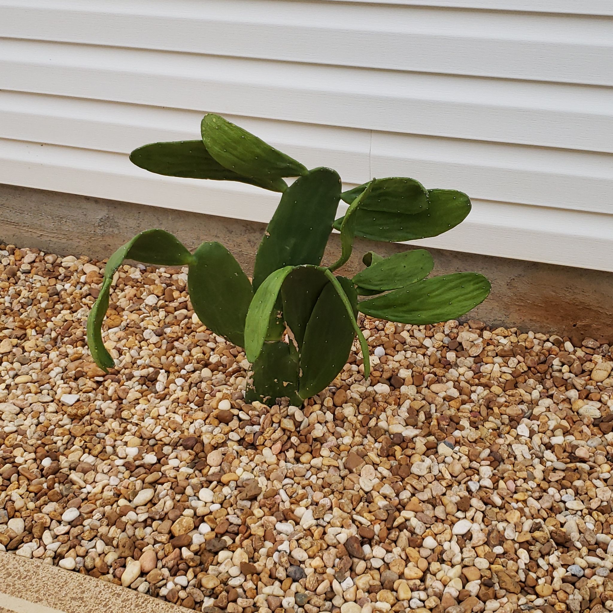 Cochineal Cactus planted in a bed of pebbles, appears healthy.