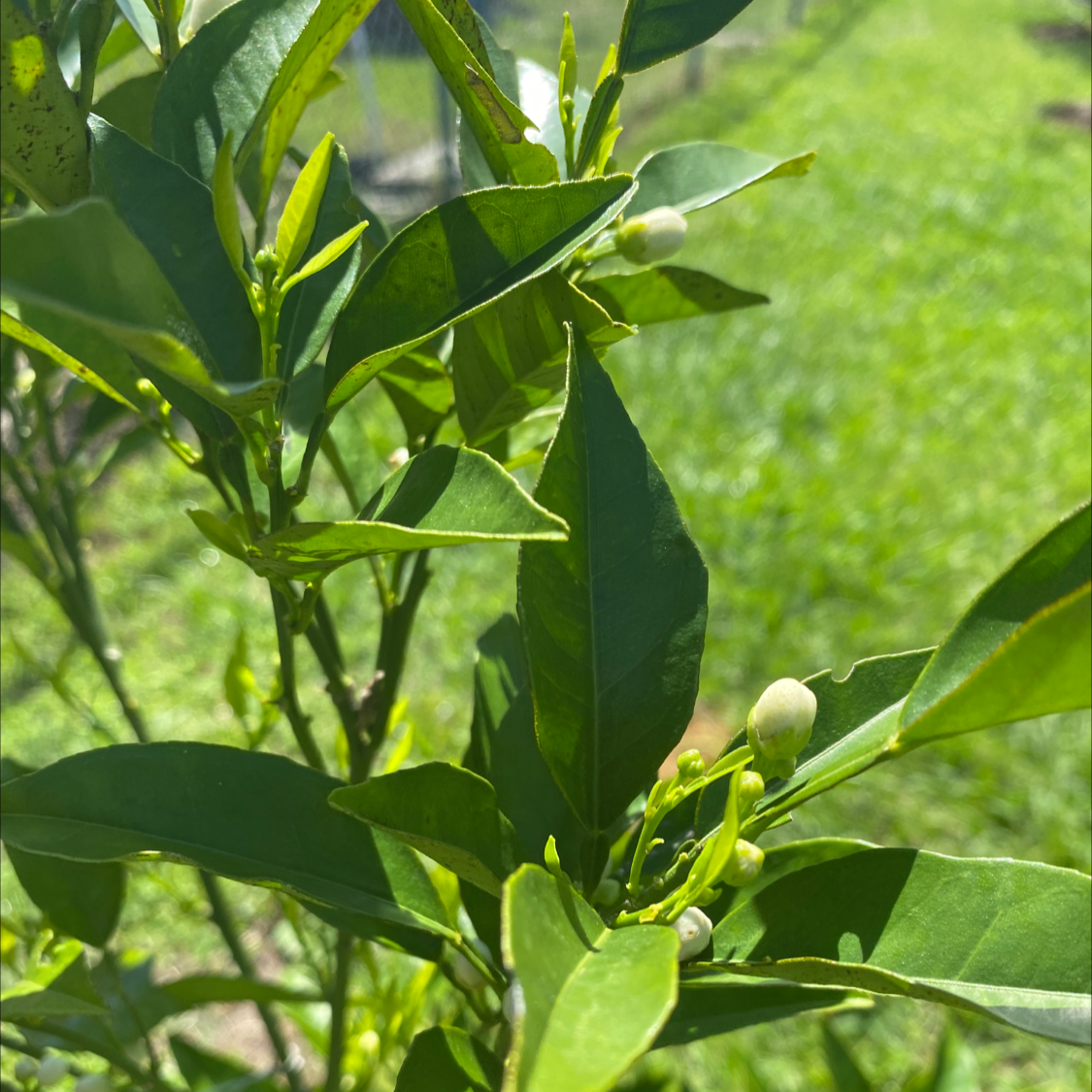 Oval kumquat plant with green leaves and small buds, appears healthy.