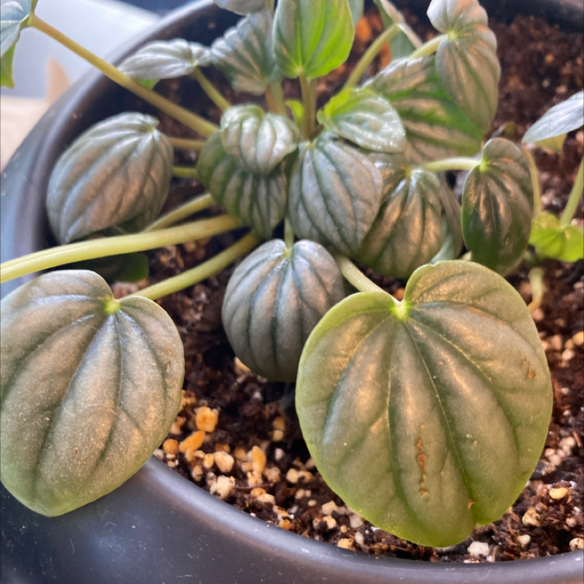 Silver Frost Peperomia plant in a pot with visible soil and healthy leaves.