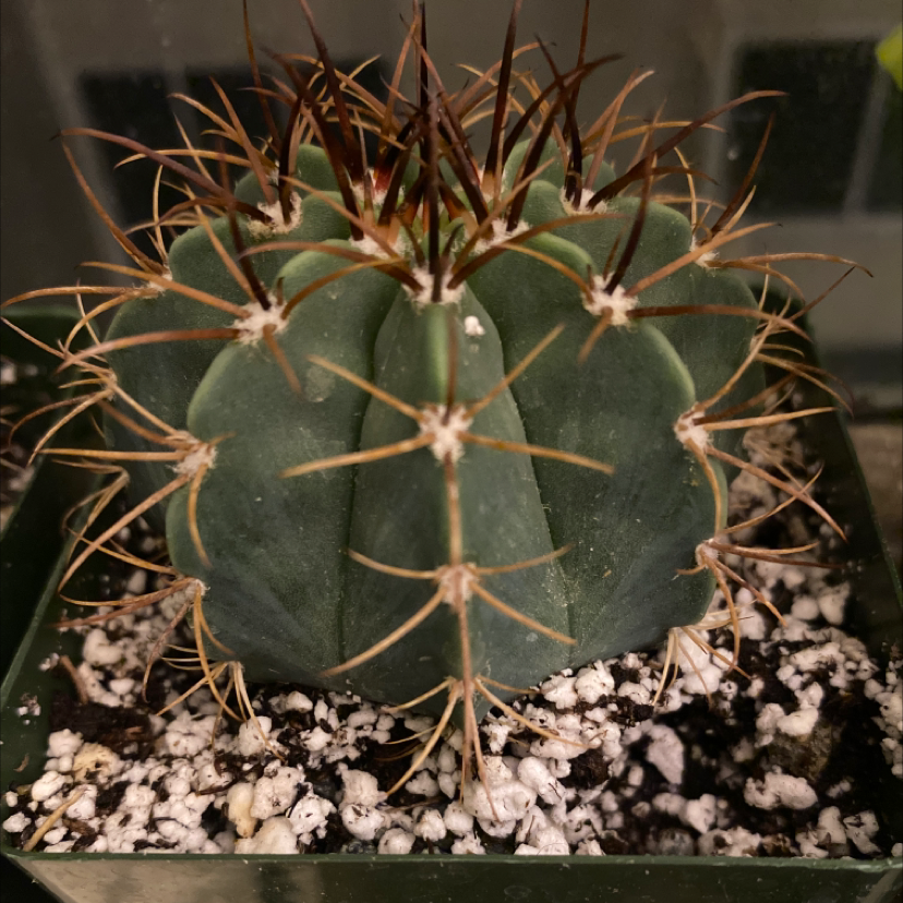 Photo of the plant species Sonora Barrel by @Joshband named Oscar on Greg, the plant care app
