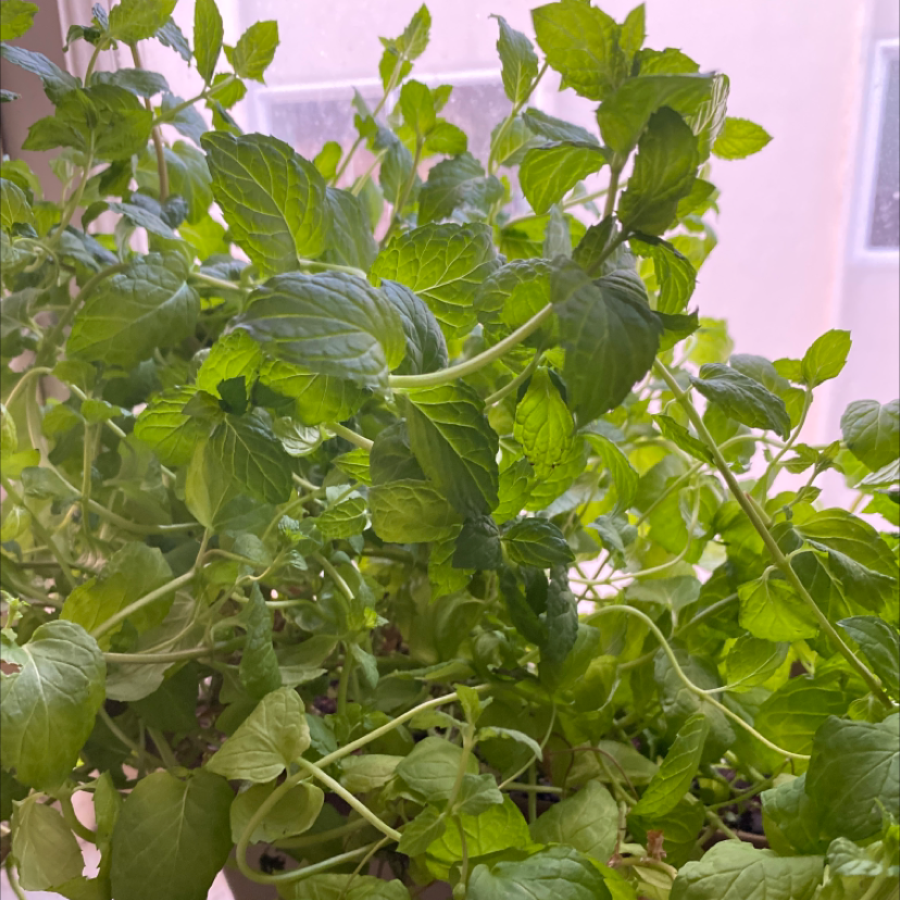 Healthy Watermint plant with lush green leaves.