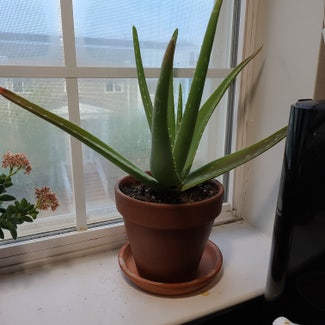 Aloe vera plant in Arlington, Virginia