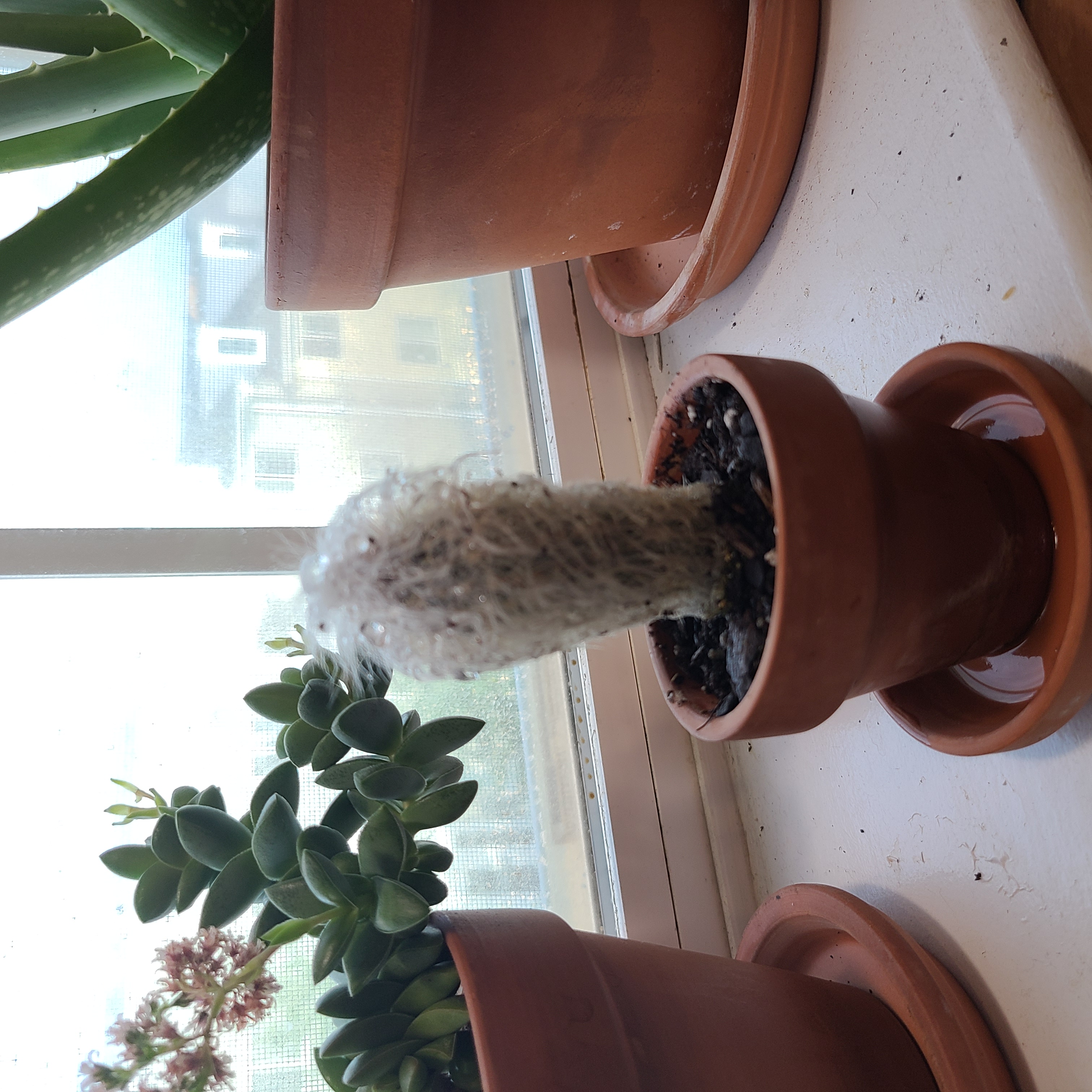 Peruvian Old Man Cactus in a terracotta pot on a windowsill with other plants in the background.