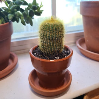 Spiny pincushion cactus plant in Arlington, Virginia