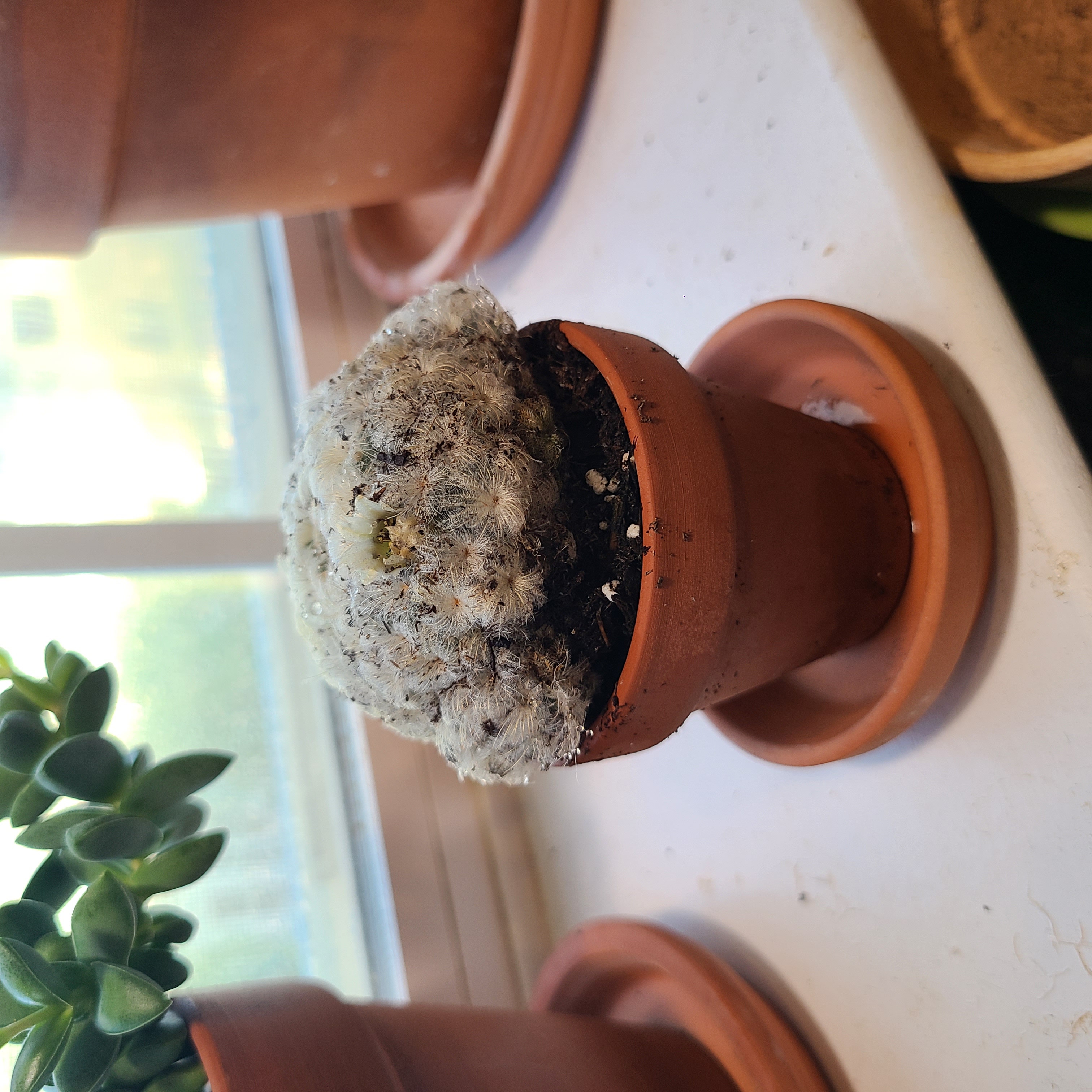 Feather Cactus in a terracotta pot with visible soil, well-framed and focused.
