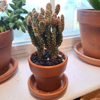 Bunny Ears Cactus plant in Arlington, Virginia