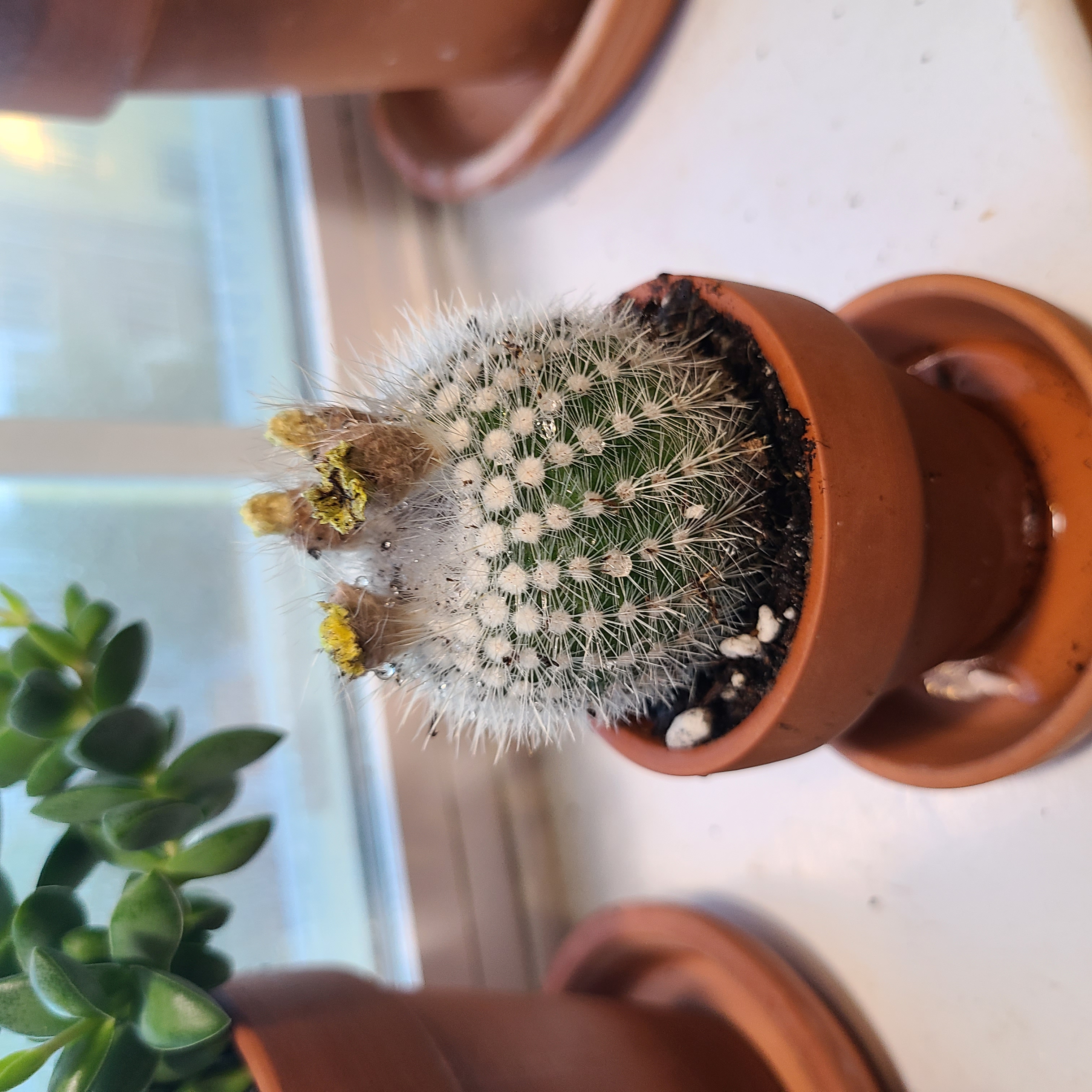 Silver Ball Cactus in a terracotta pot with some yellowing at the top. Another plant is partially visible in the background.