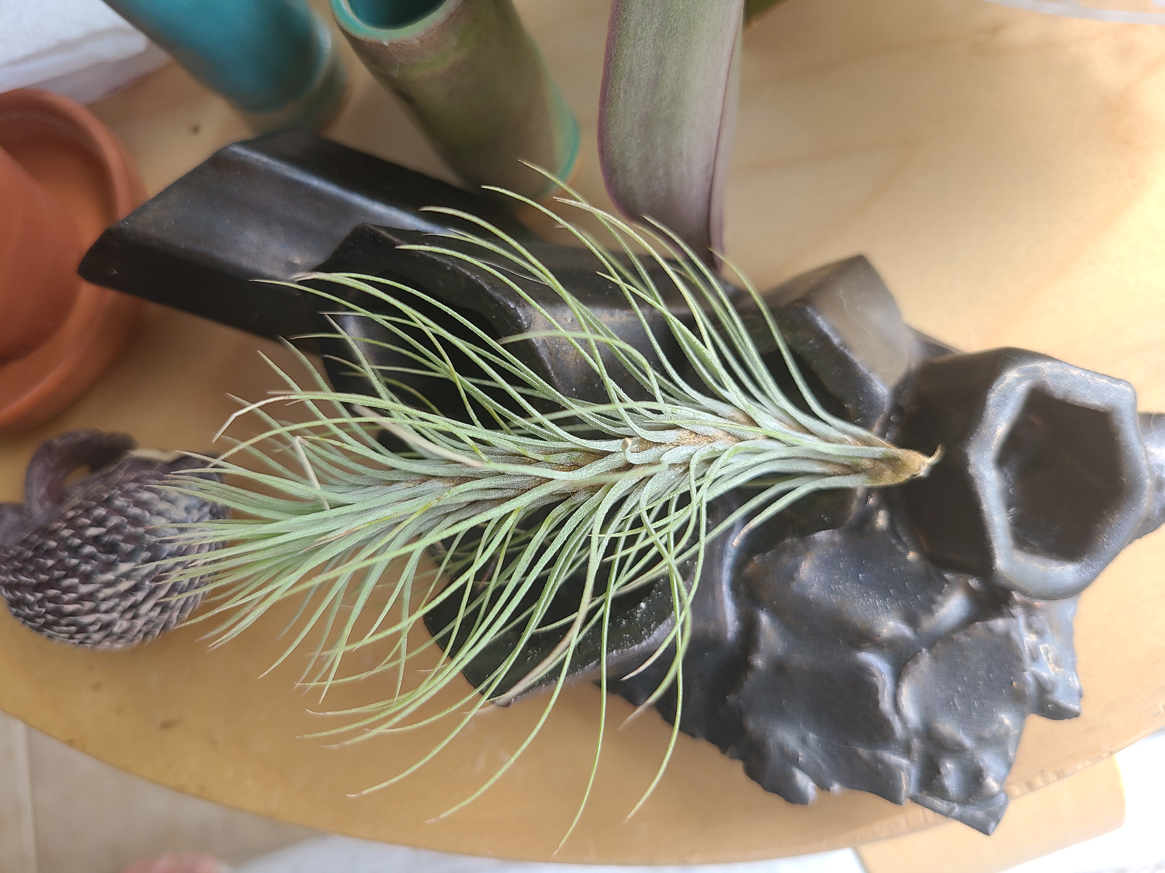 Tillandsia andreana plant on a decorative object, healthy green leaves.