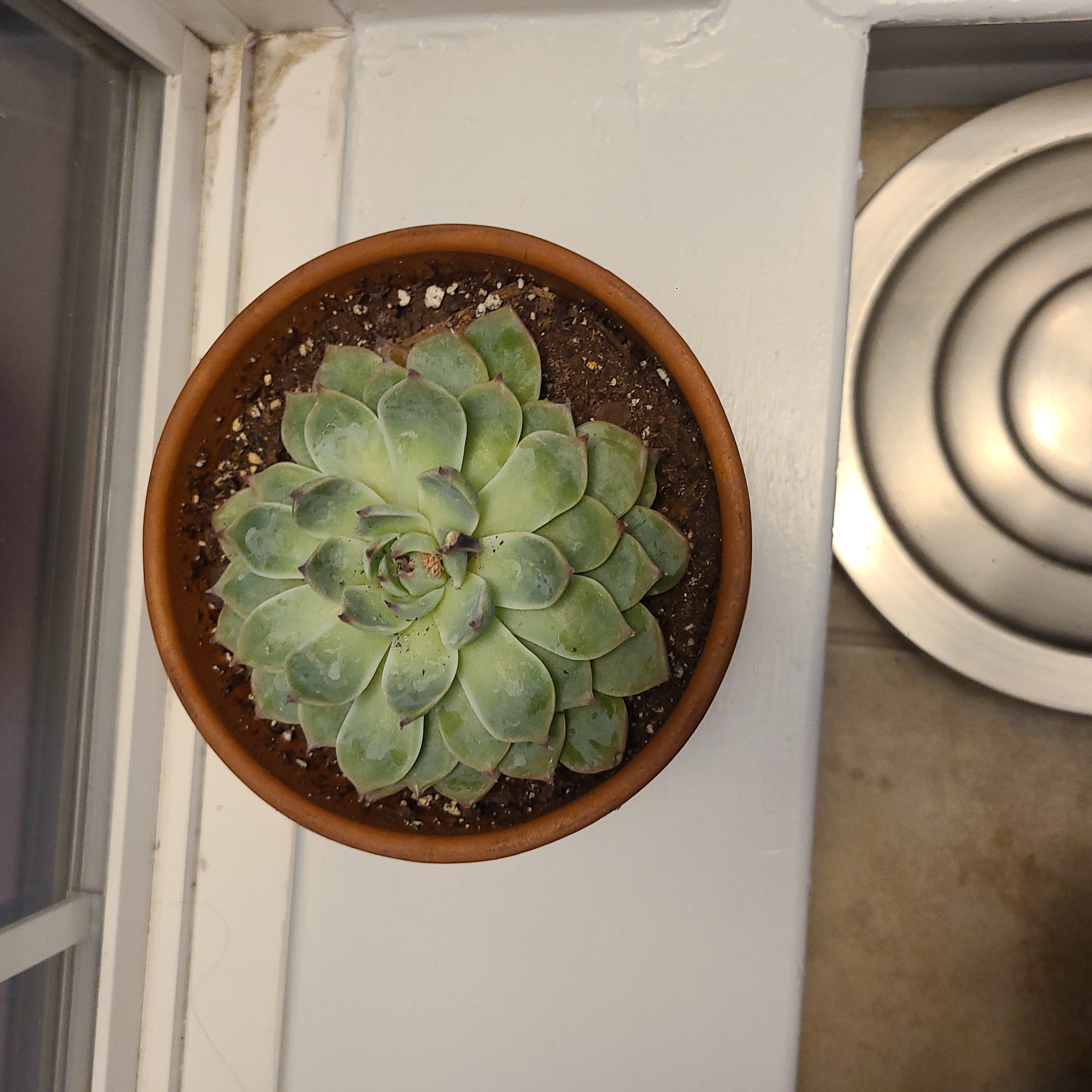 Potted Echeveria 'Tippy' succulent on a windowsill, healthy and well-framed.