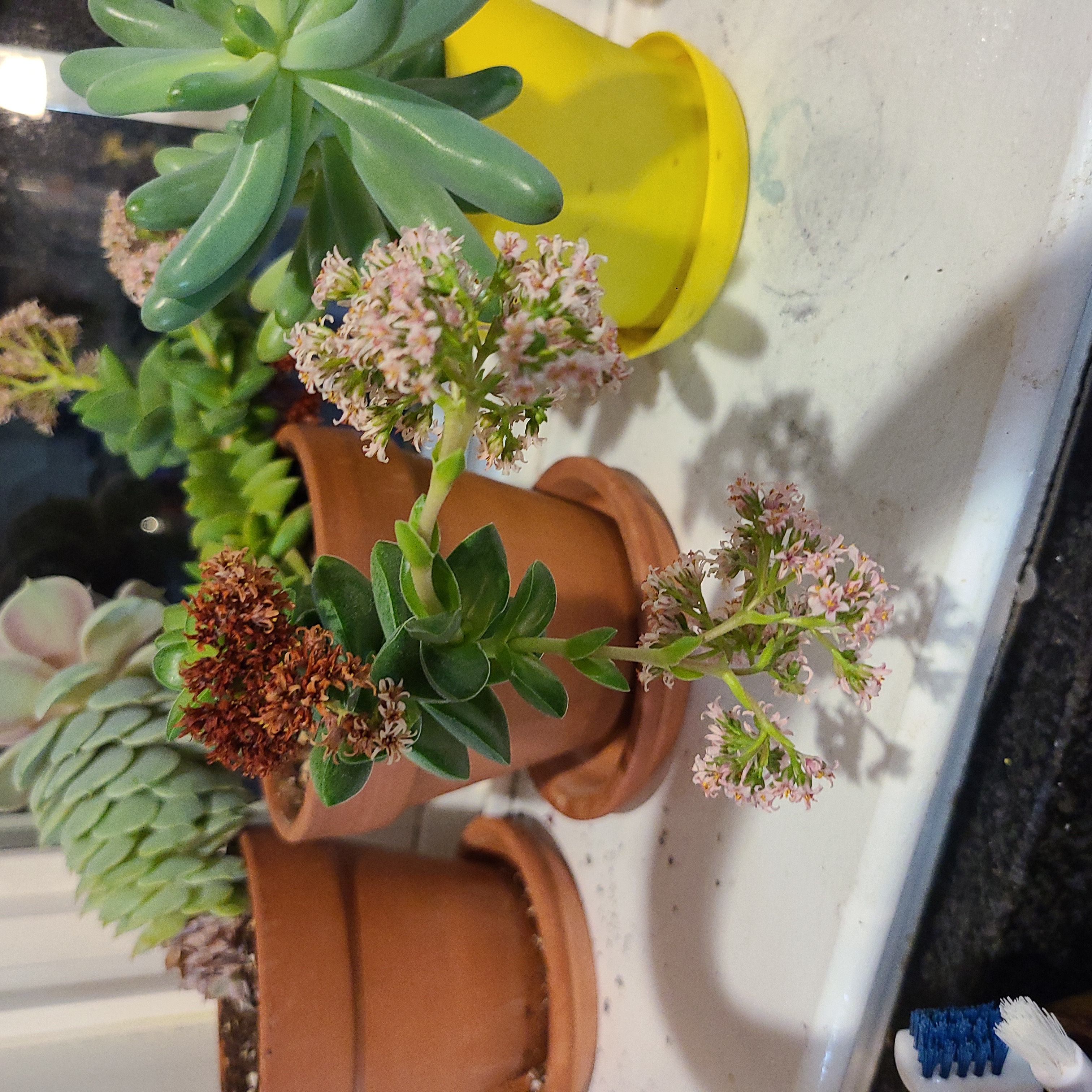 Crassula 'Springtime' succulent with flowers, some browning, in a pot among other succulents.