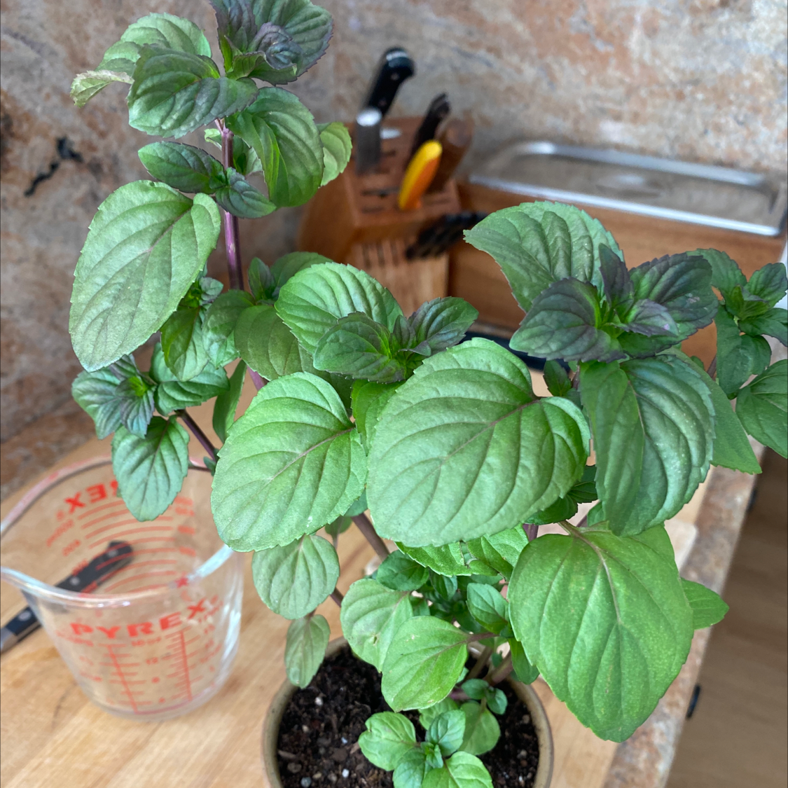 Healthy Watermint plant with vibrant green leaves in a pot. Soil is visible.