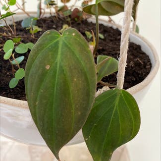 Heartleaf Philodendron plant in San Francisco, California